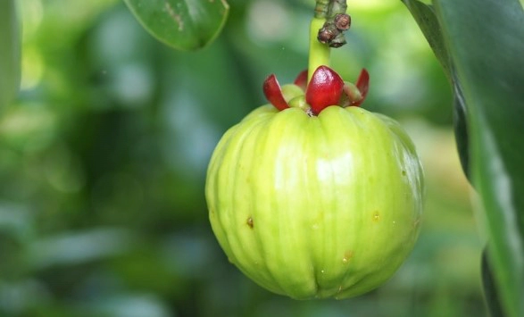 다이어트 가르시니아먹는법 총정리