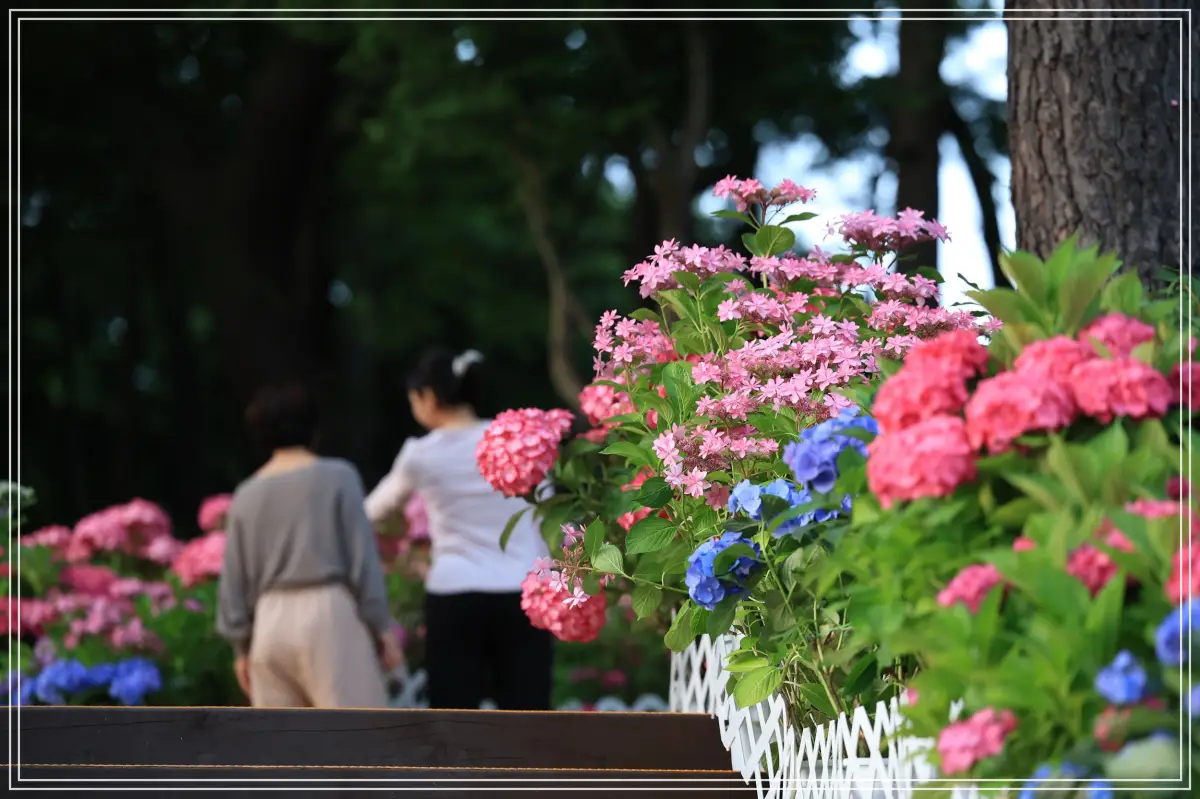 batch_[보도사진3] 2025년 초안산 수국동산을 구경하는 주민들