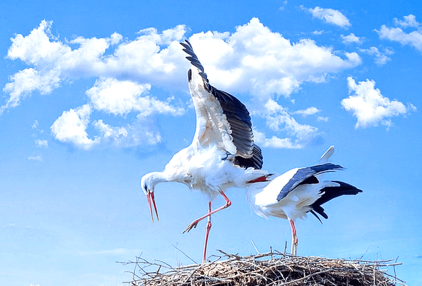 갈색 둥지에 커다랗고 하얀 황새 두 마리가 있다. 고개를 숙이고 있고, 파란 하늘엔 하얀 구름들이 많다.