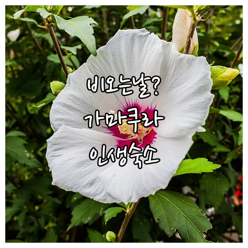 비 오는 날 가마쿠라 여행 유이가하마..