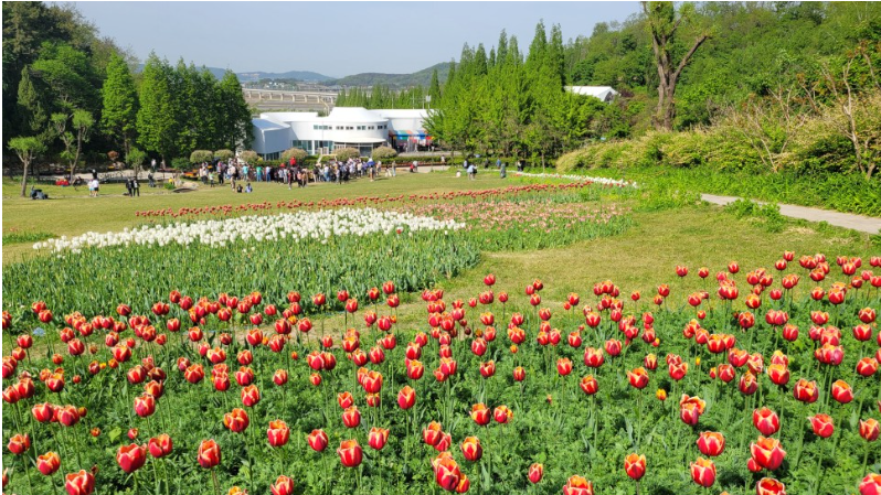 아산 피나클랜드 튤립 축제.생방송투데이.일정.가는길.주차장.2023년안내