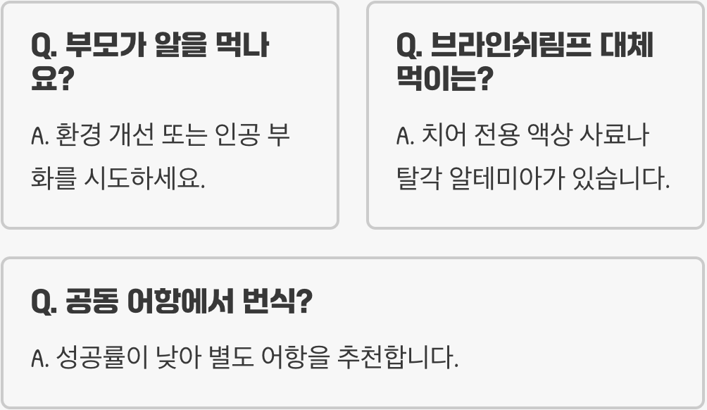 골든볼라미네지 번식, 집에서 도전하는 방법 (쌍 잡기, 알 붙이기)