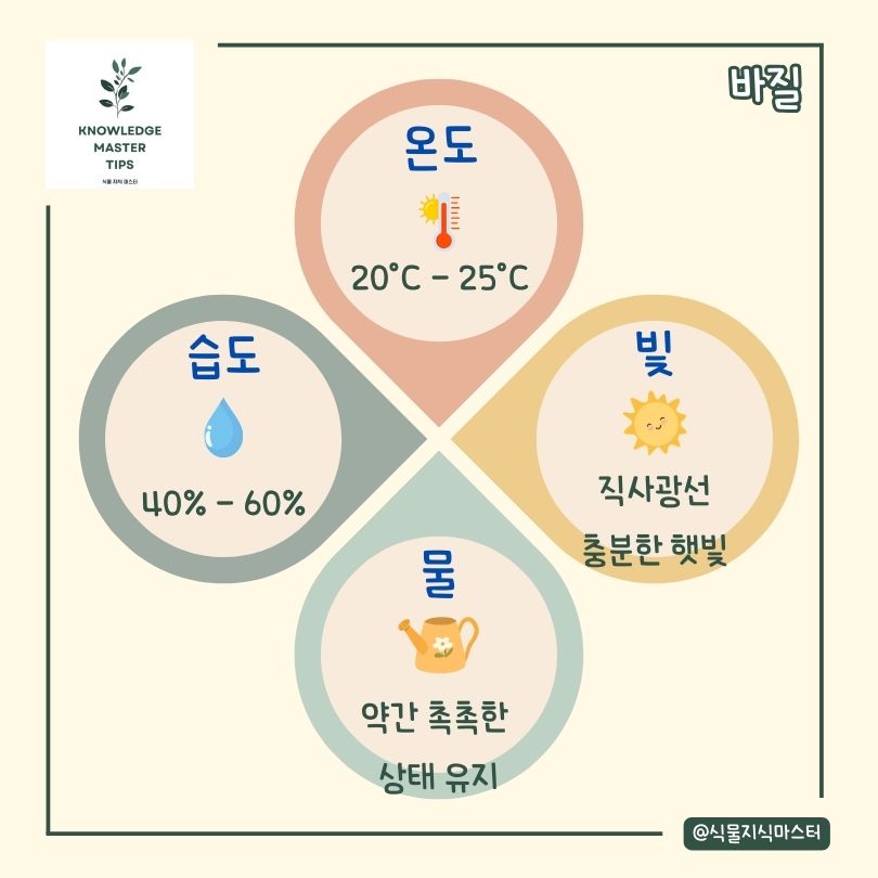 바질 키우기 기본 관리 방법