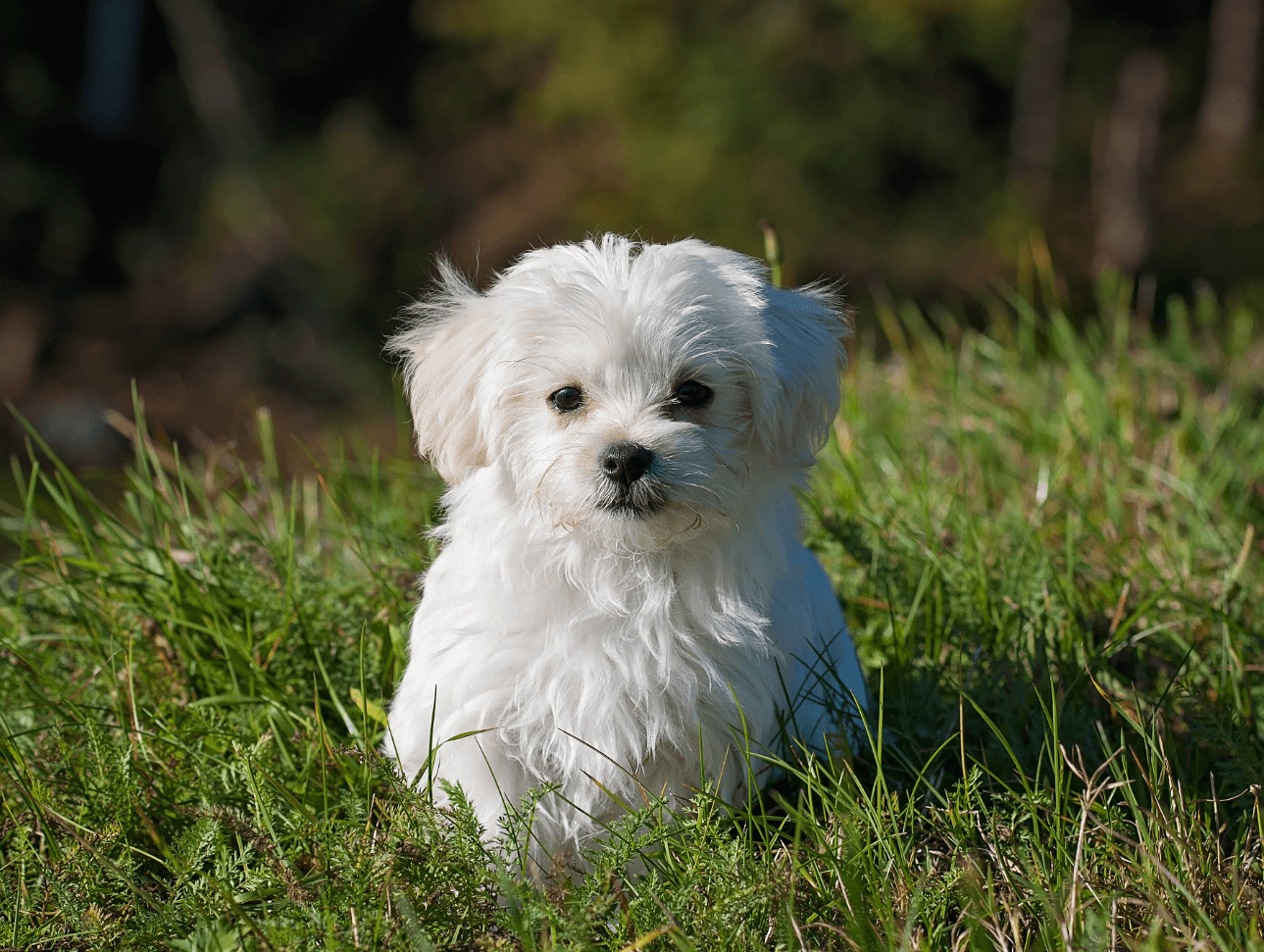 애완용 강아지 종류 및 특징 정리 - 소형 강아지 종류