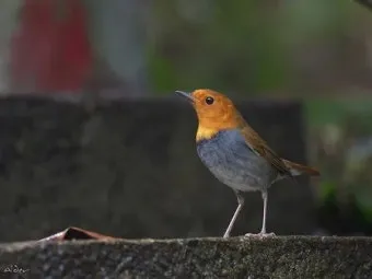 붉은가슴울새 영국 겨울 새 특징 매력 이미지_11