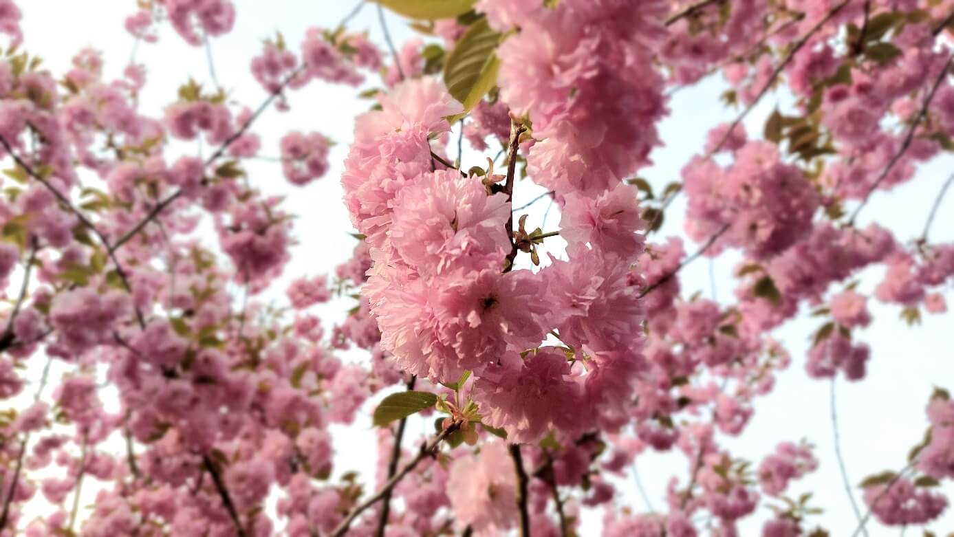 겹벚꽃