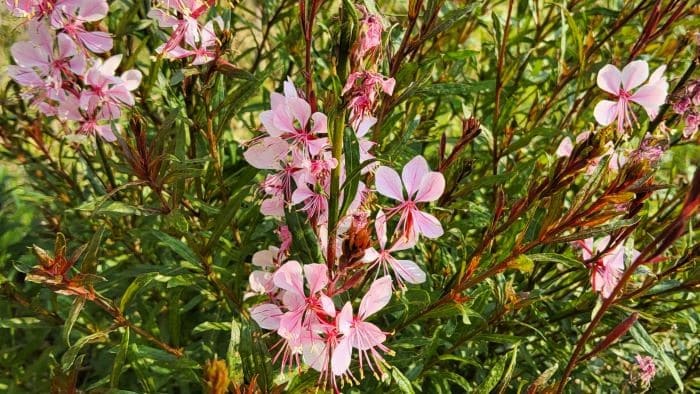 가우라-나비바늘꽃-특징-꽃-피는시기-개화시기-꽃말