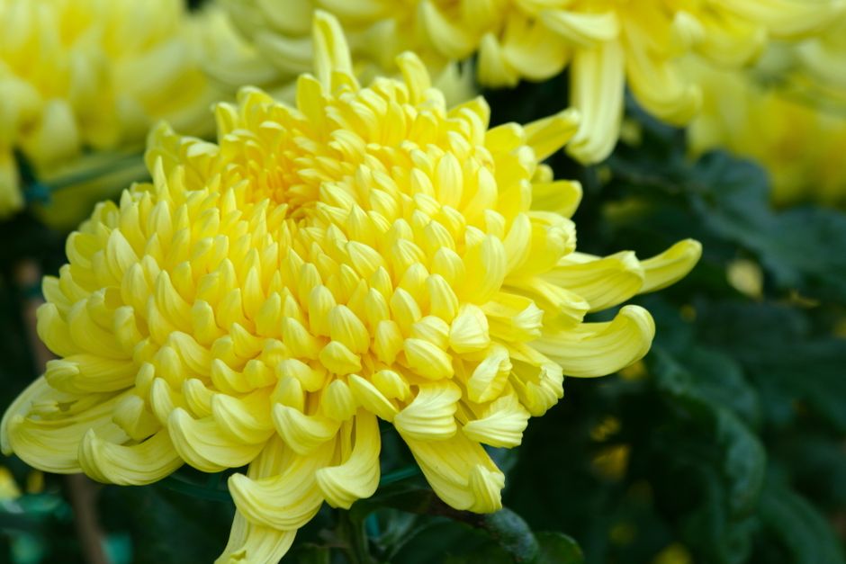 Close-up of a vibrant yellow chrysanthemum flower with lush petals.