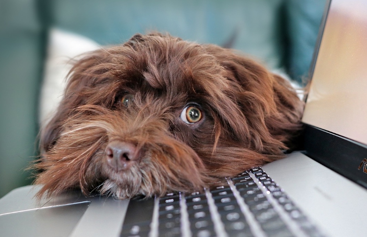 재미있는 활동을 기다리는 애완동물