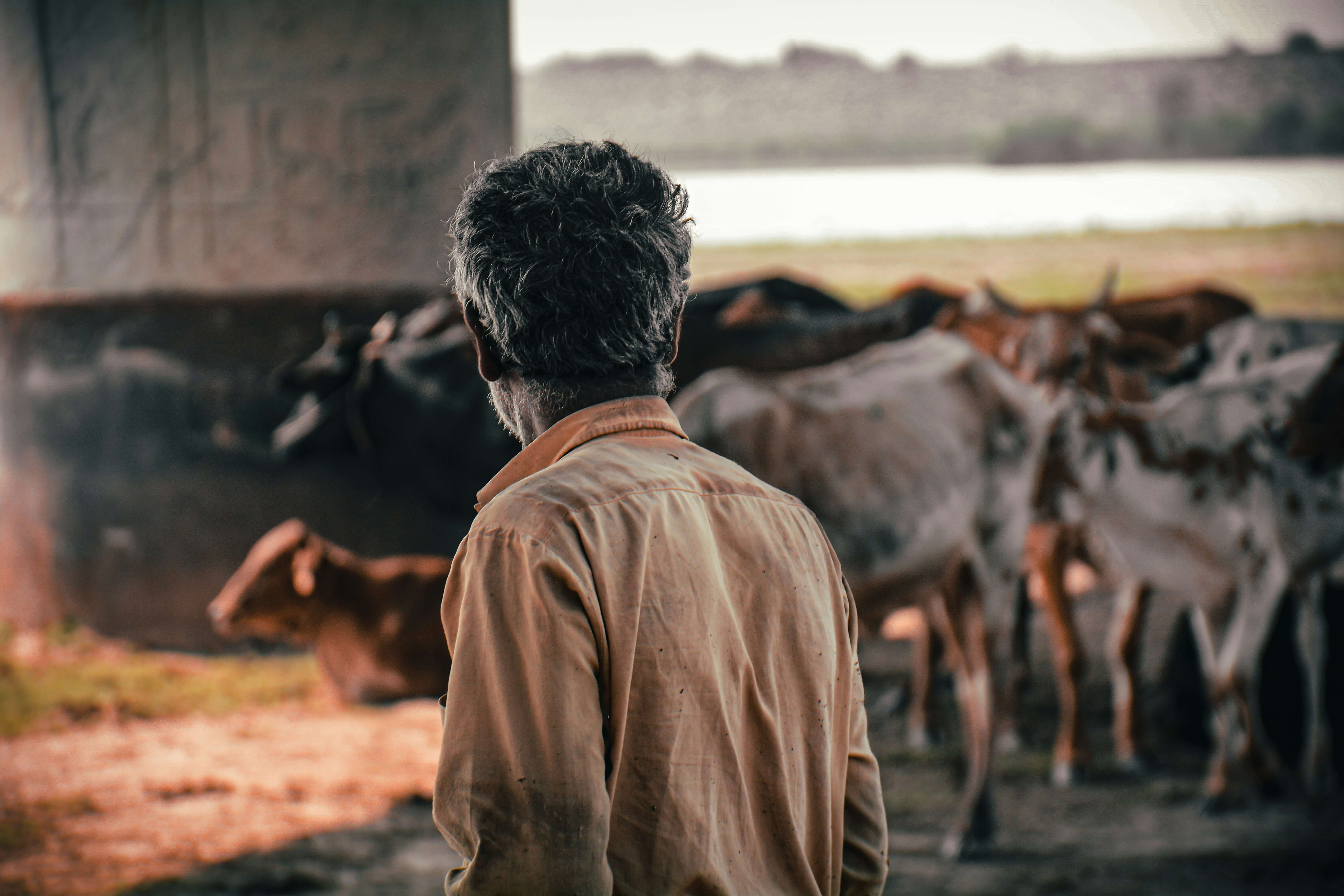 농협- 공판장 -하자육- 변상제도 -문제점과- 축산농가- 피해 보상 -6