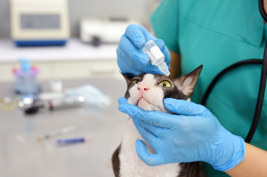 점안받는 고양이