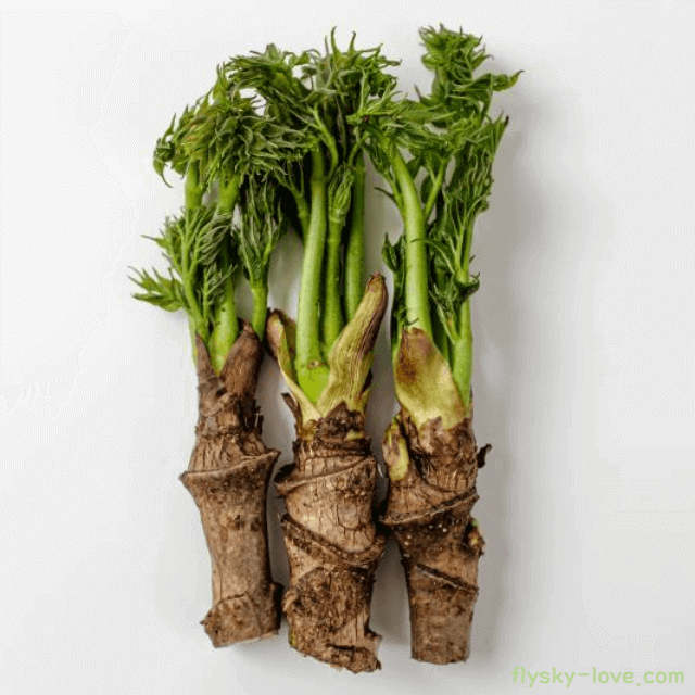 식욕 돋우는 두릅