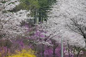 제 12회 장봉도 벚꽃축제 기본일정과 프로그램 및 특징 소개