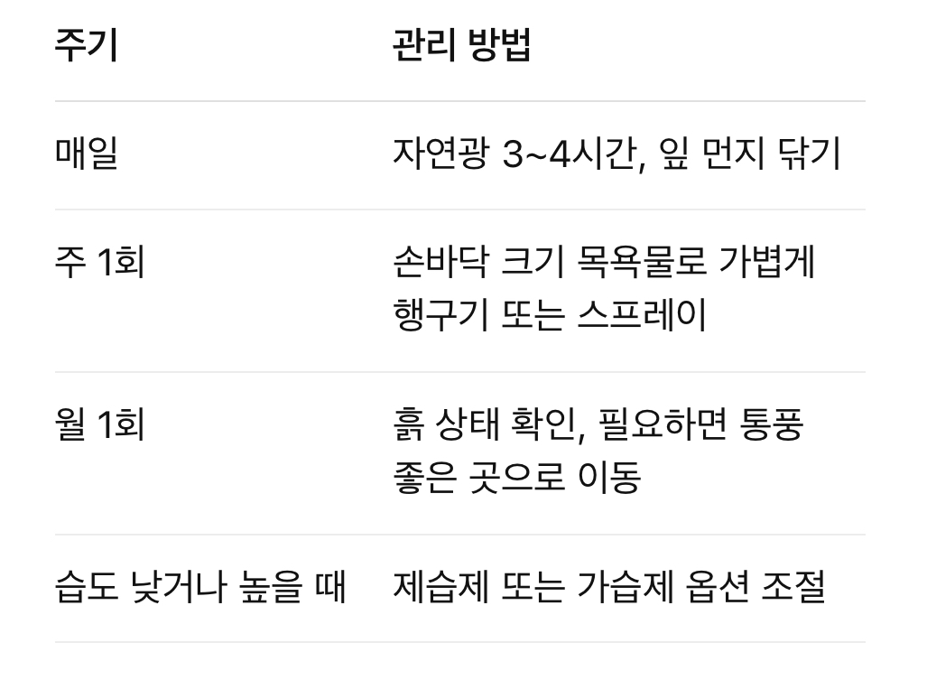 취미식물키우기 물없이식물 실내식물초보 자취생식물 여름실내식물 식물인테리어 공기정화식물 다육식물키우기 1인가구식물 살림초보팁 자연인테리어 공기질개선 식물관리루틴 여름식물관리 홈가드닝