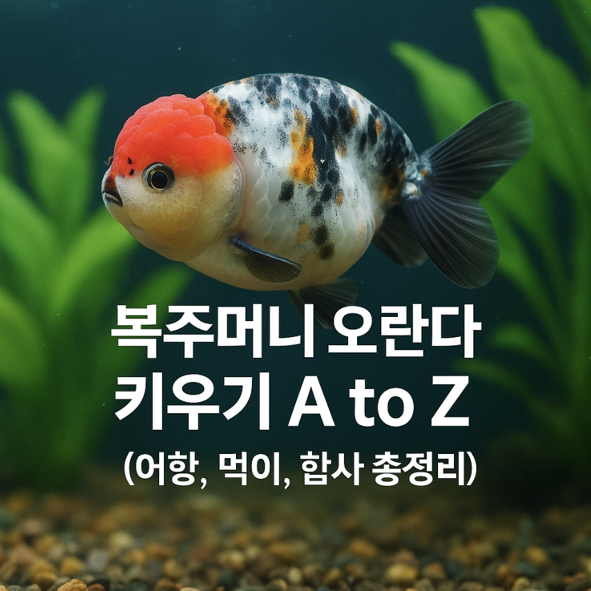 복주머니 오란다 키우기 A to Z (어항, 먹이, 합사 총정리)