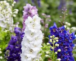 락스퍼 이미지 사진