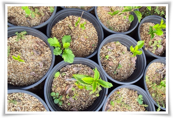 &quot;금목서와 은목서&quot; 한 번 맡으면 잊을 수 없는 가을 꽃의 향기!