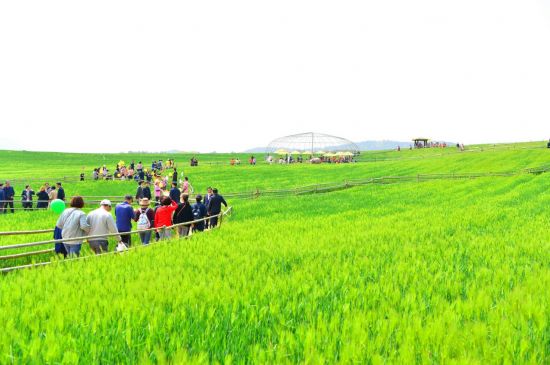 고창청보리밭축제