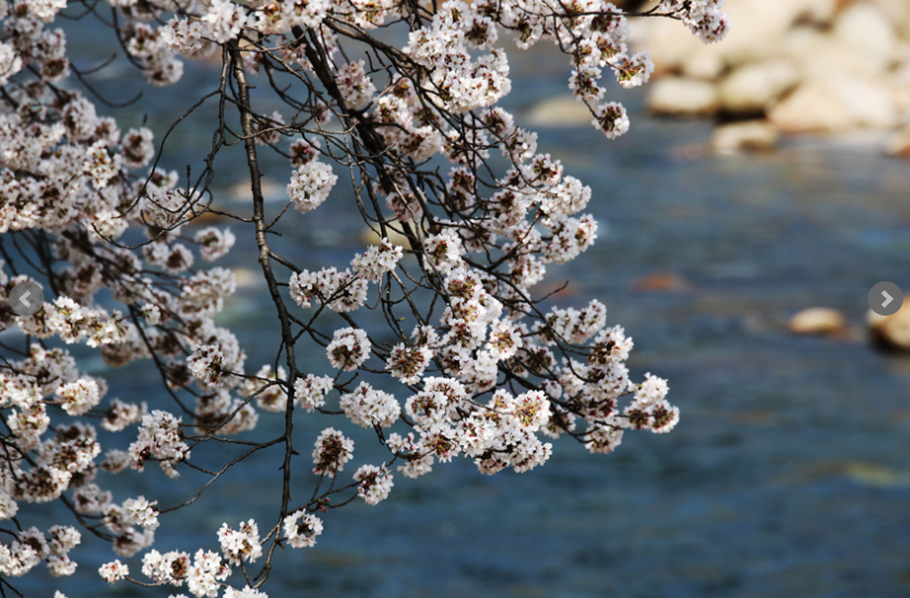 하동 쌍계사 벚꽃 축제