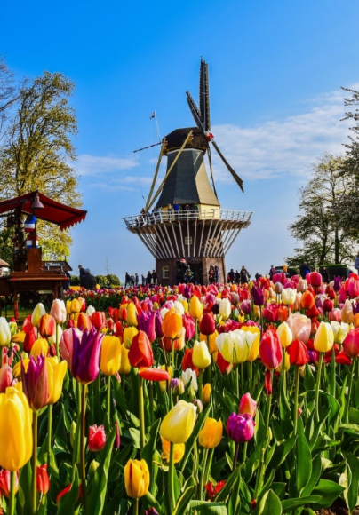네덜란드 튤립축제