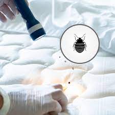 빈대 물린자국 : 빈대 퇴치법&amp;#44; 증상&amp;#44; 예방법