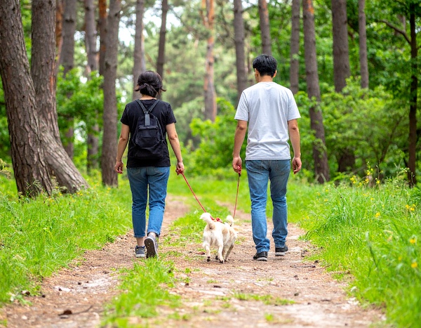 야생화 피는 숲속을 반려견과 걷는 모습