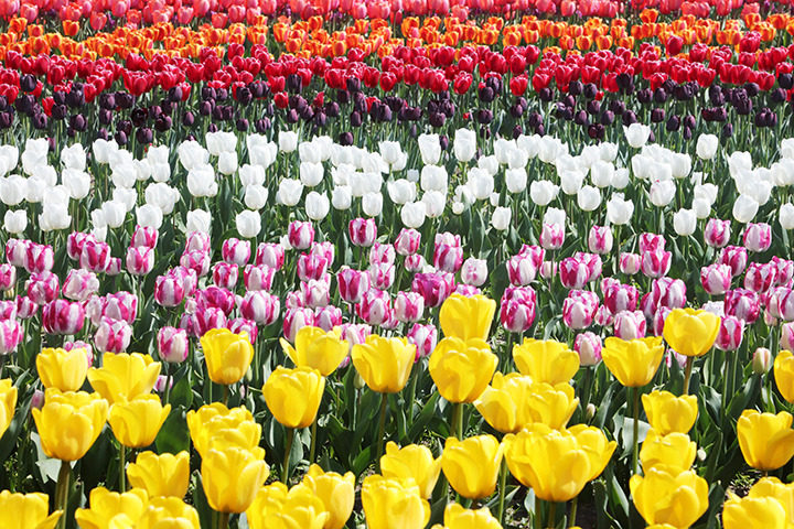 신안 임자도 튤립축제 기간 주차 꿀팁 총정리