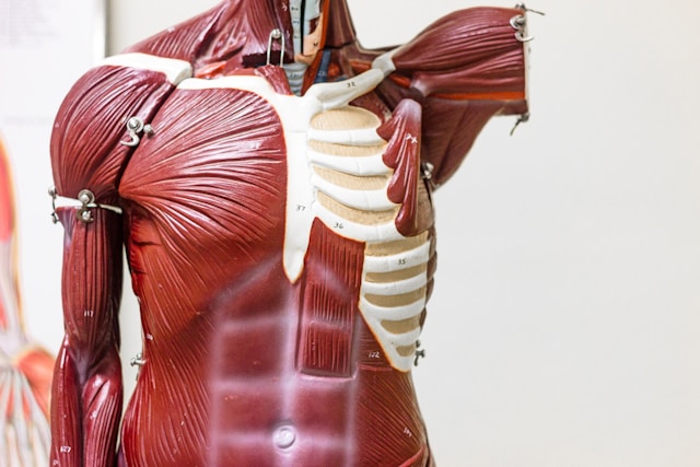 상체의 근육 muscles of upper extremity