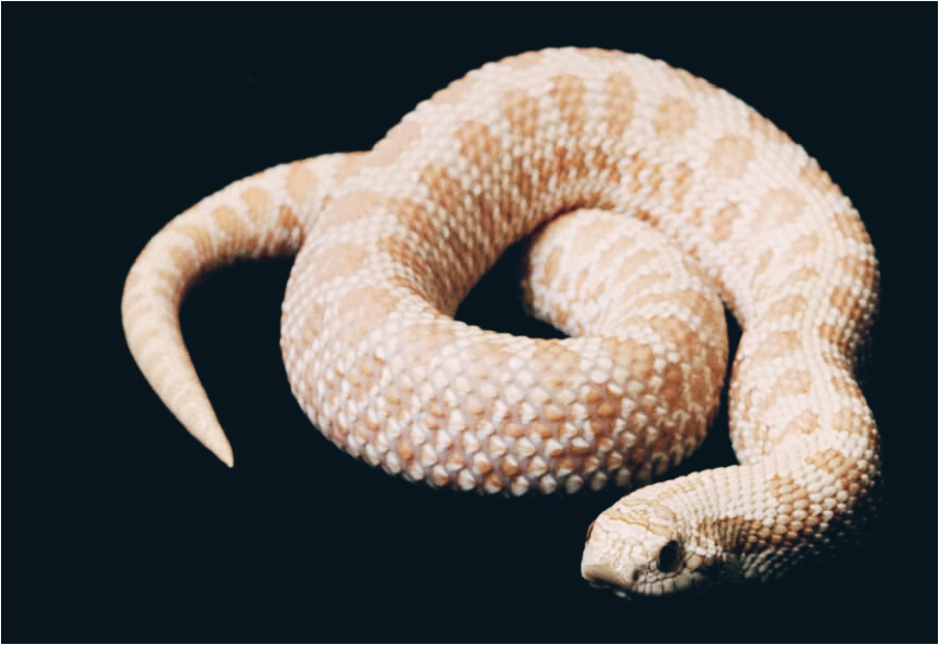 서부-코브라뱀2