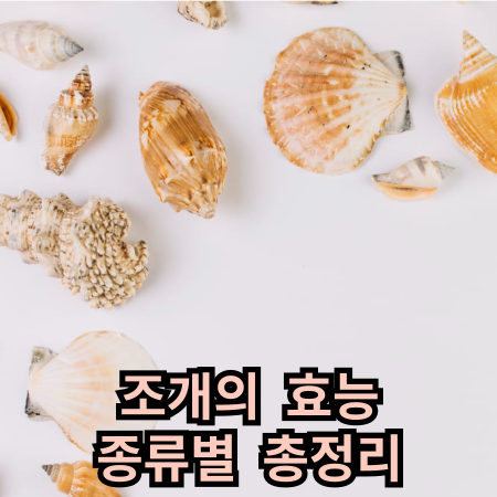 조개의 효능