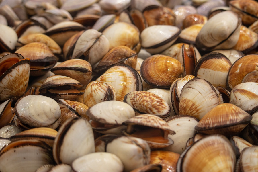바다에서 채취를 한 조개를 깨끗하게 세척을 한 후에 바닥에 수북하게 놓아둔 것을 확대를 하여 찍은 사진
