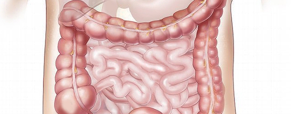 신체의 대장, 소장 사진