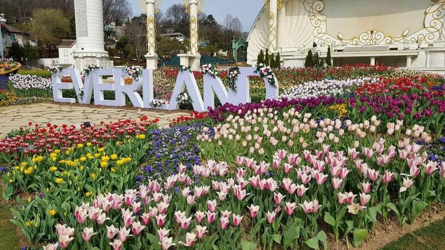 2026 용인 에버랜드 튤립축제 일정 및 주차, 맛집, 주변명소 사진