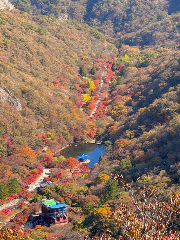 내장산 단풍