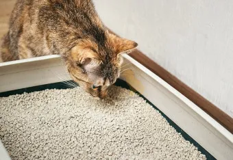 고양이 모래 추천 버리는법 벤토나이트 처리 탈취제_4