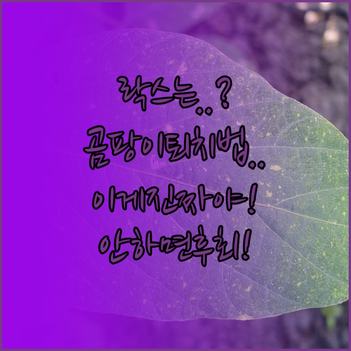 아파트 천장 곰팡이 제거, 락스 쓰지..