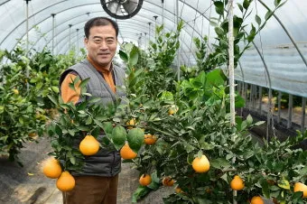 한라봉 재배 비가림 재배 가지 전정 당도 높이기_32