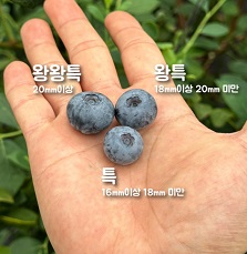 블루베리사이즈