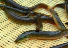 미꾸라지 꿈해몽