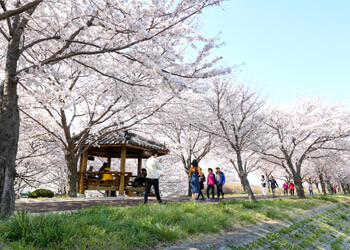 낙동강 30리벚꽃