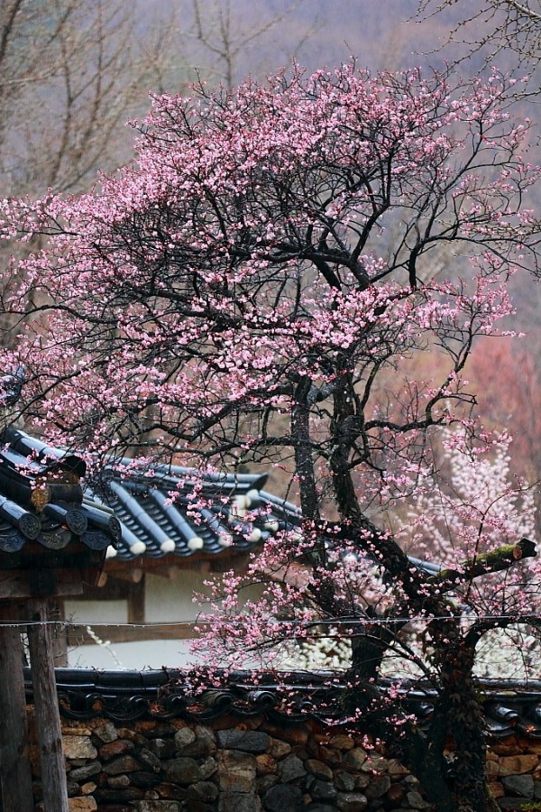 홍매화 사진