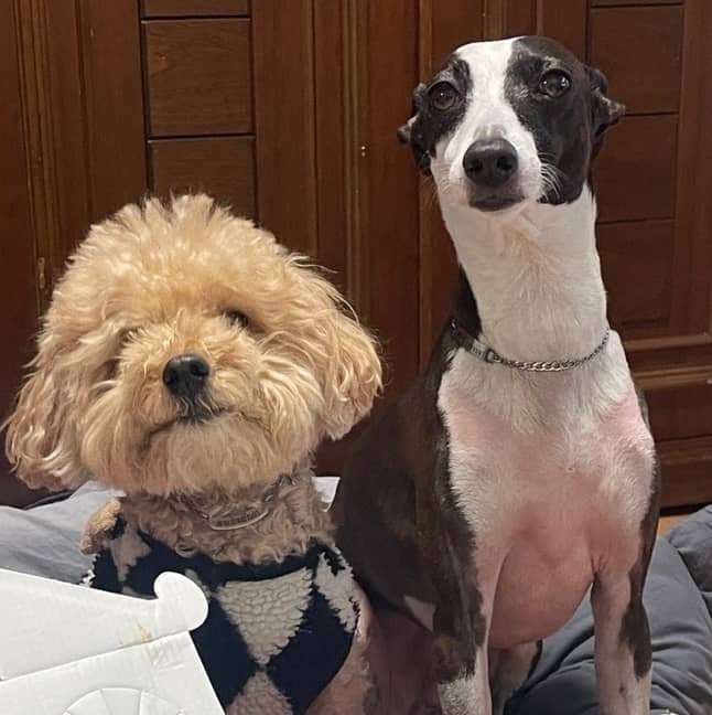 강아지 후코이단! 성분, 효과 제대로 알아보기