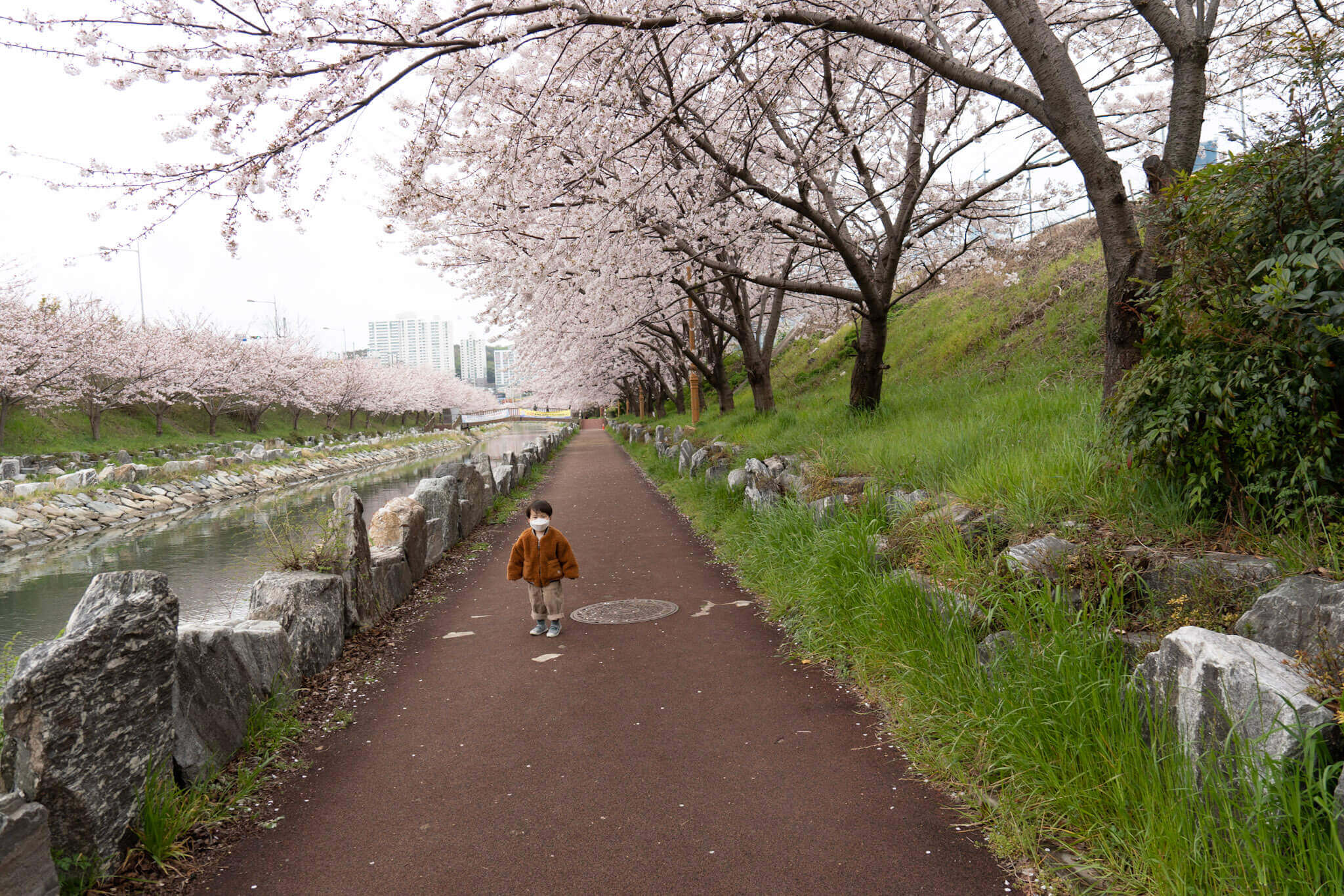 2024벚꽃축제일정 벚꽃개화시기