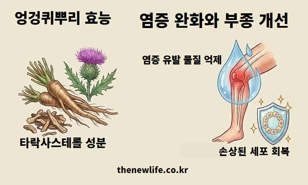 엉겅퀴뿌리 효능 염증 완화 부종 개선