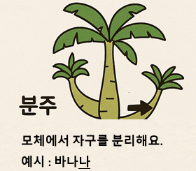 분주 번식(애기 식물 분리하기)