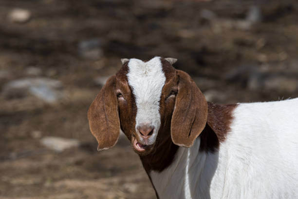 산양유단백질을 먹어야 하는 이유, 근육의 중요성을 알아야 합니다.