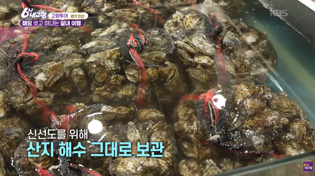 6시 내고향 안산 굴구이