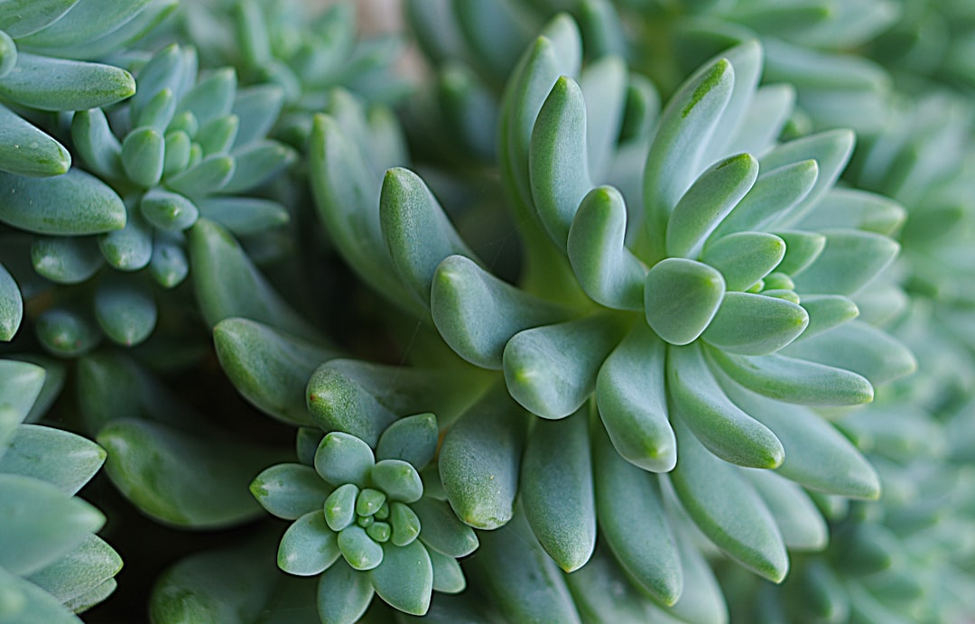 Succulent