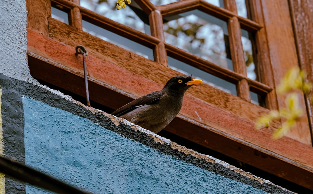 Visitor