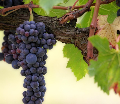 농작물 재해보험 보험금 청구: 구체적인 방법과 절차 안내